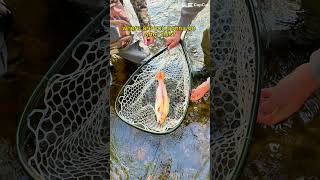 18 golden trout