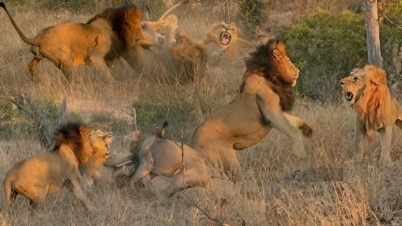 GIJIMA males attack STYX male 🦁