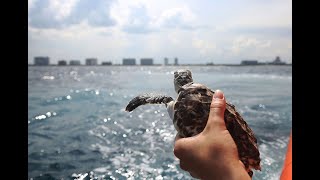 Turtles used in sea temperature research