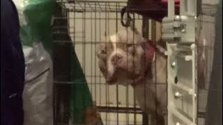 American Bully AI (Artificial Insemination) for Beginners