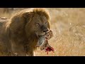 When Lions Exterminate The Leopards&#39; Future Generations
