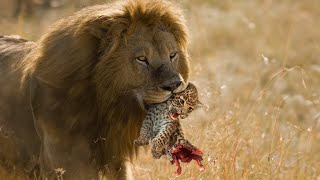 When Lions Exterminate The Leopards' Future Generations