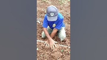 cara tanam singkong metode di rebahkan