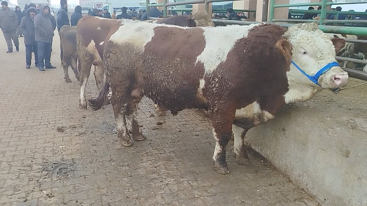 15 OCAK 2025 HAYVAN PAZARI GÜNCEL⁉️ #büyükbaş #küçükbaş #hayvanpazari #cow #animals #inek #koyun