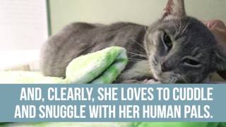 Adorable, adoptable Alice (ID 578418)
