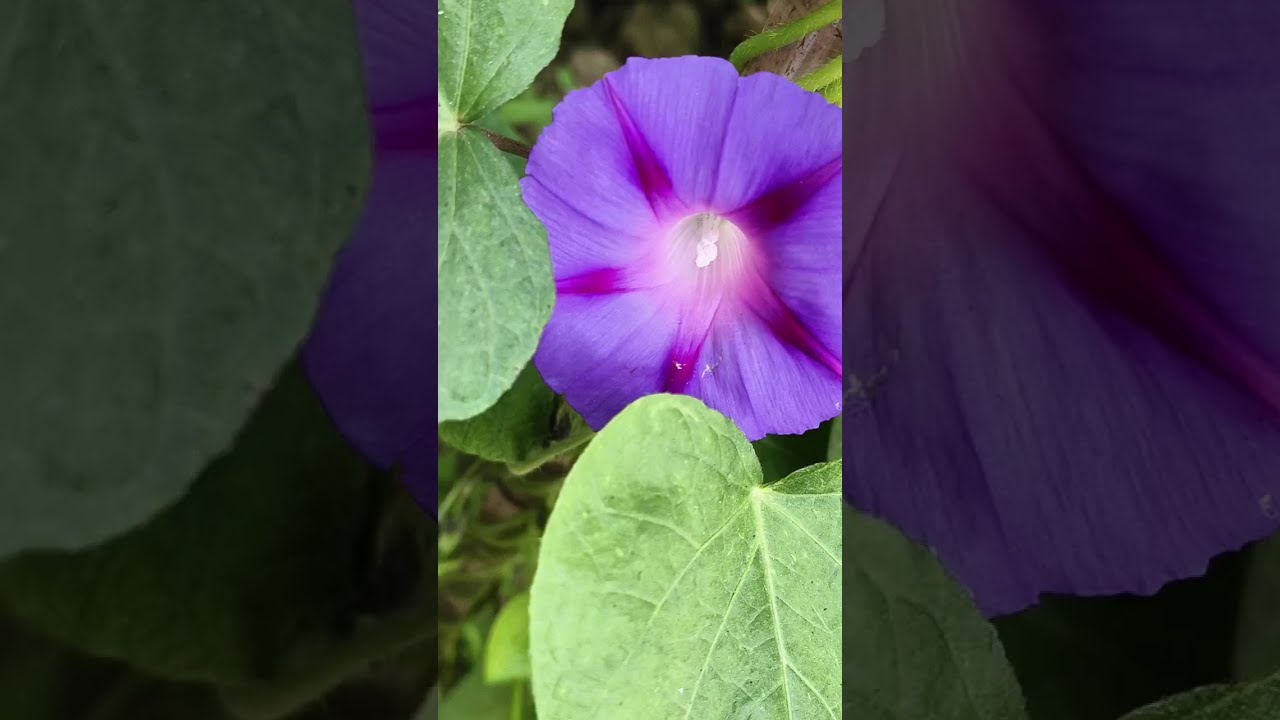 "Every flower blooms in its own time". 🪴🌾🏵️🪻