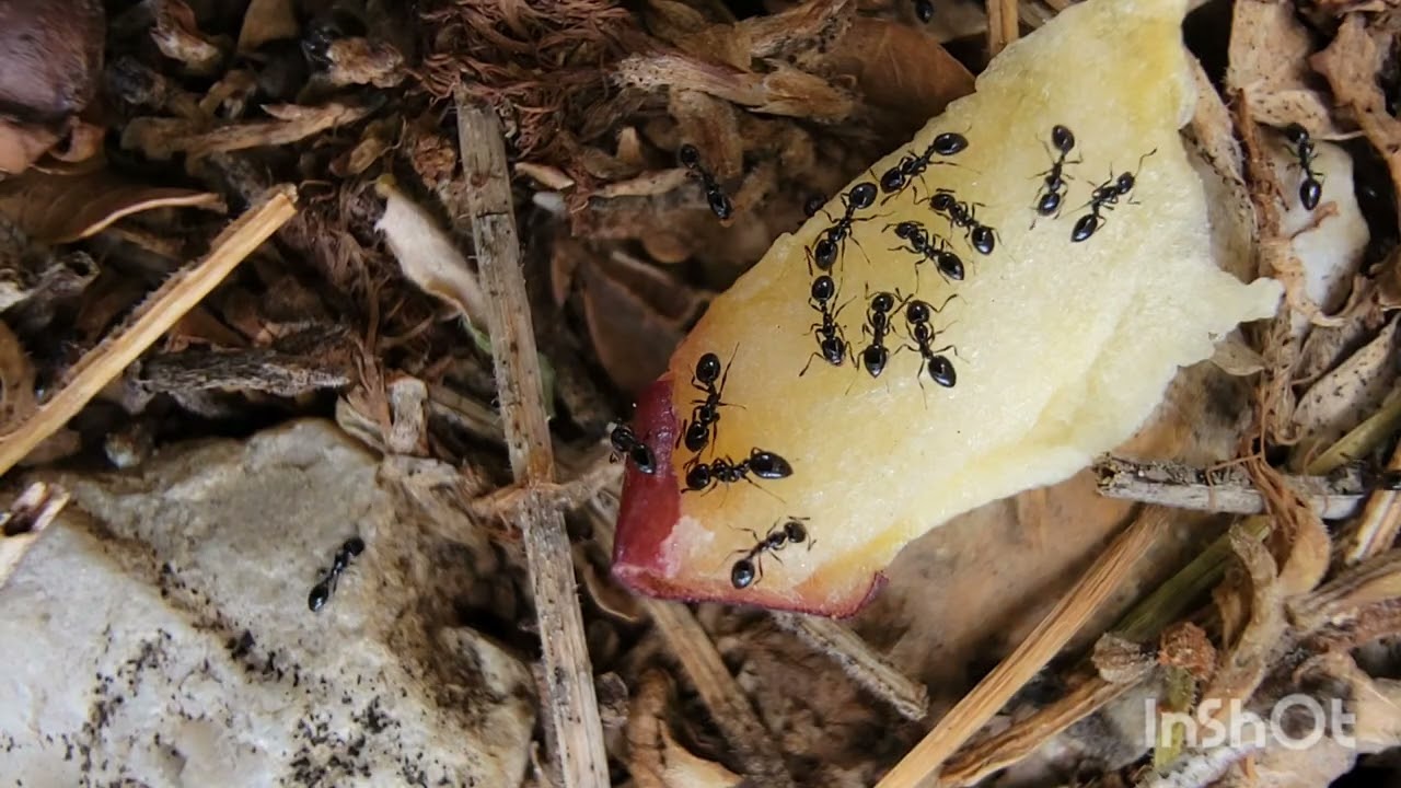 Black big headed ants eating apple