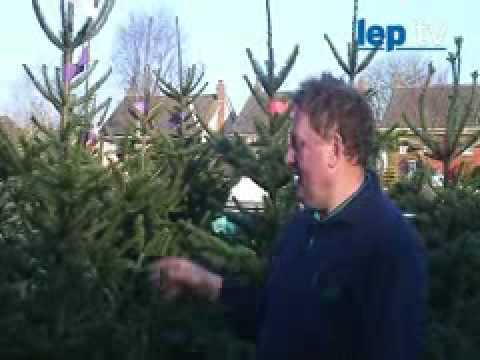 Ask the experts - Christmas tree