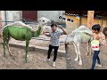 Subhan ny camel ko colour kr dea  pagal ho gea 