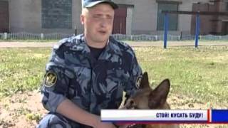 Собака - коллега человека: 105 лет кинологической службе Собака - коллега человека: 105 лет кинологической службе