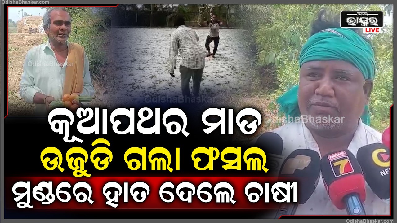 କାଳ ସାଜିଲା କାଳବୈଶାଖୀ, କୁଆପଥର ମାଡରେ ଉଜାଡି ଦେଲା ଫସଲ, ମୁଣ୍ଡରେ ହାତ ଦେଲେ ଚାଷୀ