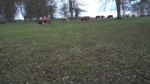 WWGD? - HaHa - Jeff Jarvis