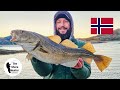 Species Hunting, Shore Fishing Norway With Wayne Hand. Cod, Dabs, Whiting & Much More #fishing