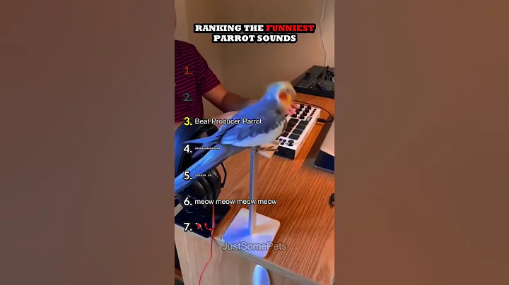Ranking The Funniest Parrot Sounds Part 3