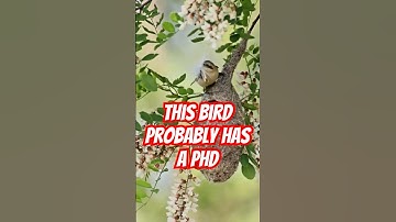 De vogel met een doctoraat in de ingenieurswetenschappen