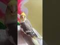 why cockatiel sit on ur shoulder?? #cockatiel #bonding #viral #shorts