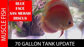 BLUE FACE SAN MERAH DISCUS; PLUS LIVE PLANTS GROWING! screenshot 2