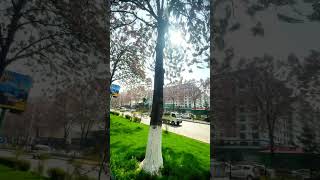 Andijon shahar #natural #tree  #city #andijon