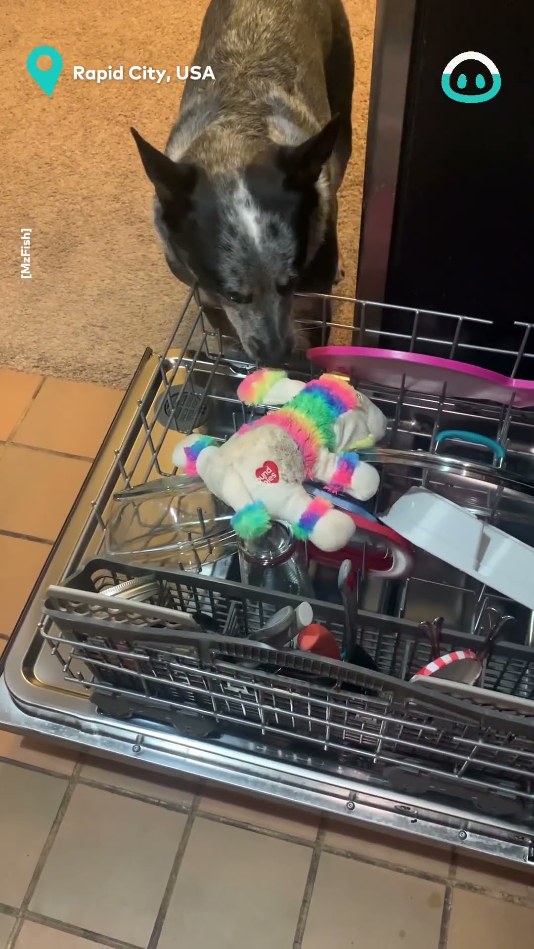Proactive Pup Brings Toys for Cleaning || ViralHog