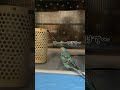 眠たい時だけ大人しくケージに帰るセキセイインコ