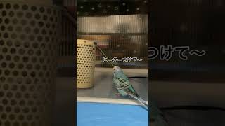 眠たい時だけ大人しくケージに帰るセキセイインコ