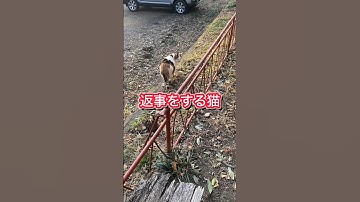 cats返事する猫ねこネコDB芸人ナッパ芸人ぴっかり高木 #cats #cat #ねこ #猫 #ネコ #ねこのいる生活 #猫のいる暮らし #猫動画 #猫ミーム #猫のいる生活 #ねこ動画 #猫好き