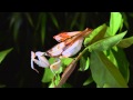 Pairing of Orchid mantis