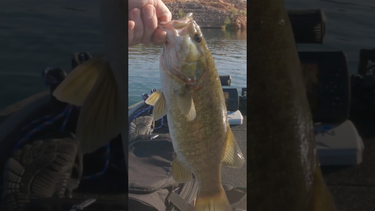 👀WATCH!!👀 as this 🐟 SMALLMOUTH BASS 🎣Demolishes this Topwater Lure!🎣🎣