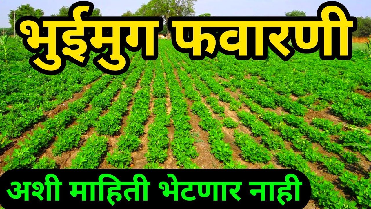भुईमूग पिकाला पहिली,दुसरी,तिसरी फवारणी कोणती करावी || संपूर्ण माहिती ...