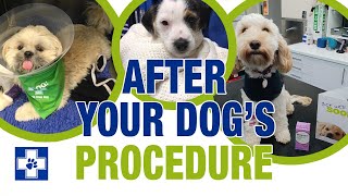 After your dog's procedure with White Cross Vets by White Cross Vets 204 views 6 years ago 1 minute, 35 seconds