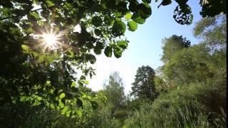 Sun's Rays Pass Through The Leaves In The Forest, Dolly Shot | Stock Footage - Videohive