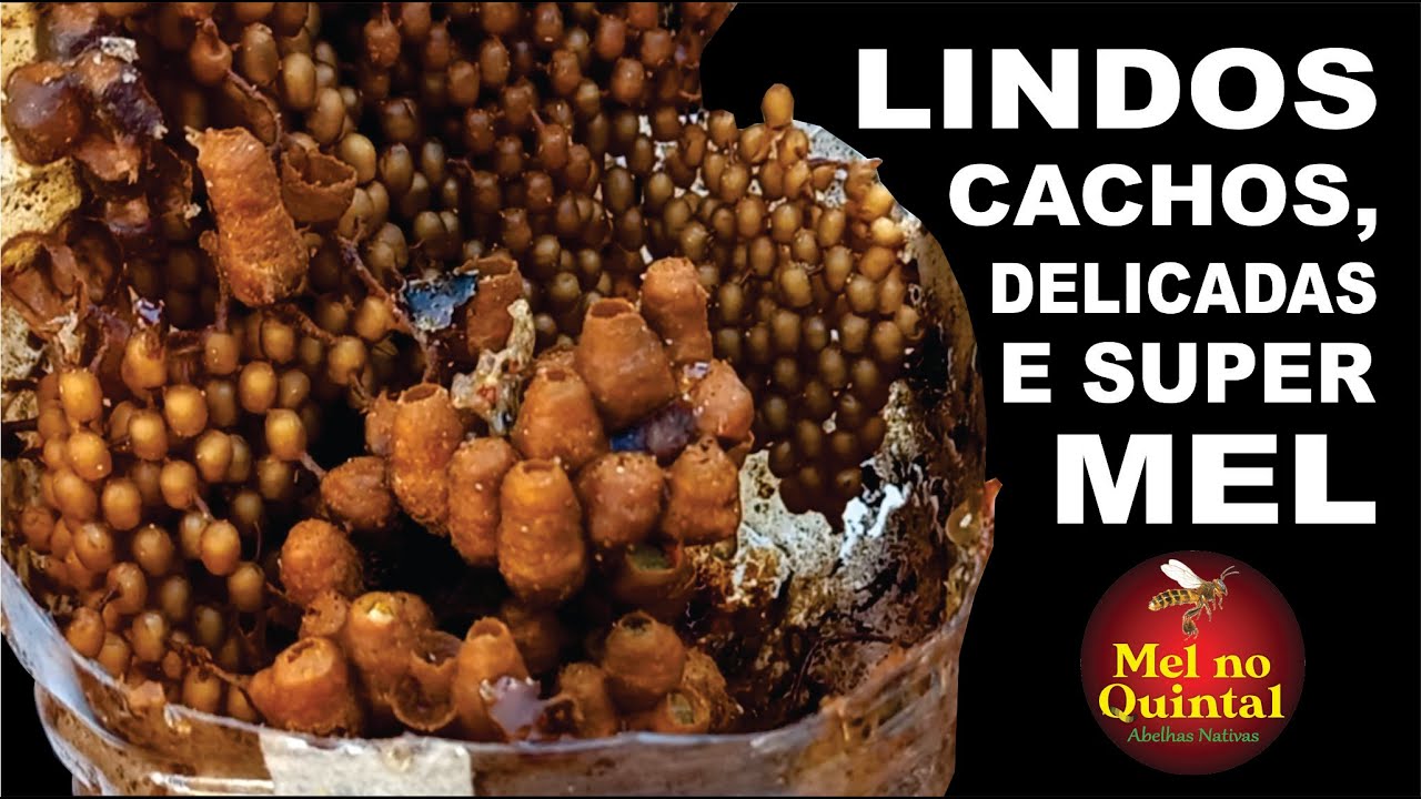 TRANSFERÊNCIA MARMELADA PASSO A PASSO