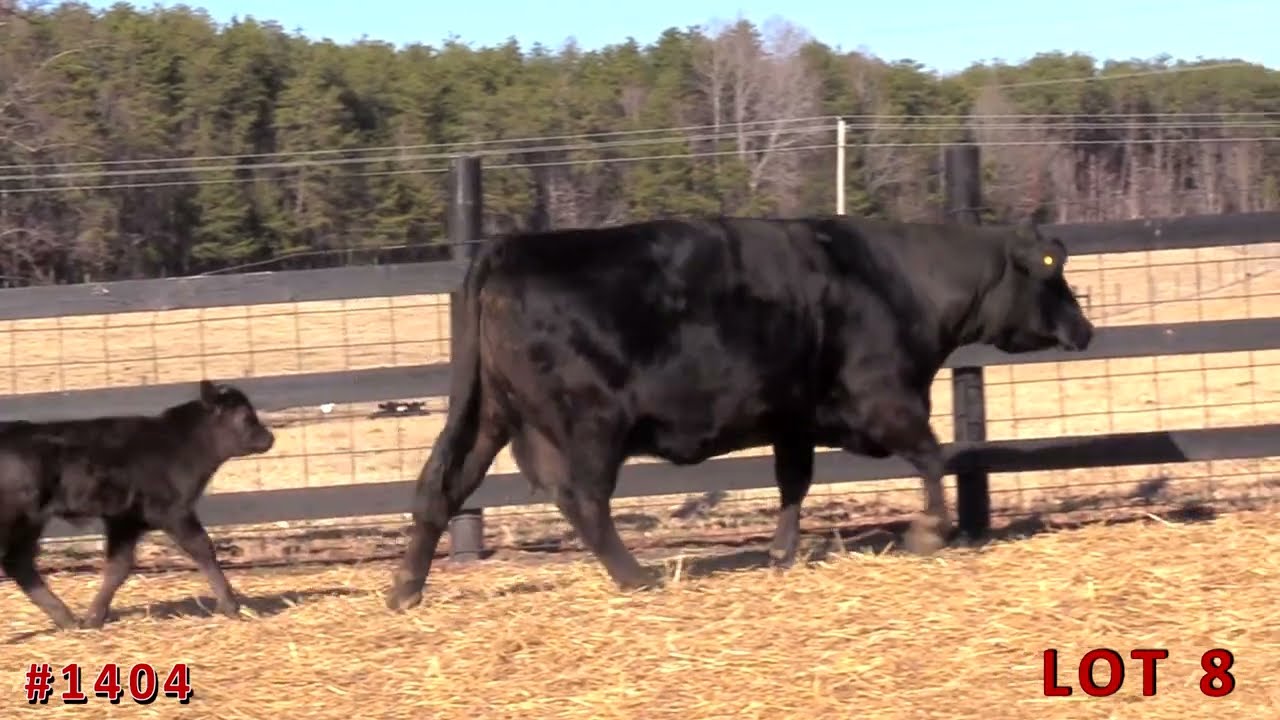 LOT 8 _  "The Select Cut" Online Sale at ANGUSLIVE