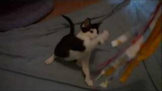 Mr Grady.wmv