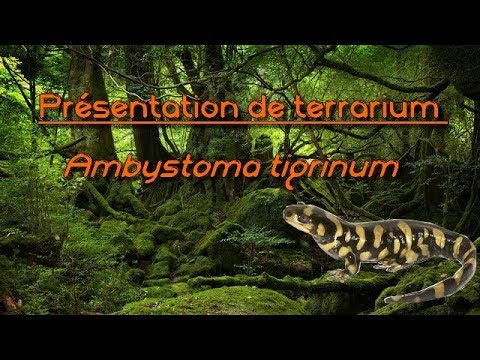 Video: Ambistomul Tigrului (Ambystoma Tigrinum)