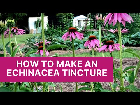 Video: Hvad er echinacea-tinktur?
