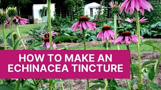 HOW TO MAKE AN ECHINACEA TINCTURE