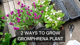 GROWING GOMPHRENA | GLOBE AMARANTH | Two ways to start your plant