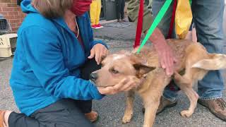 Critter Cavalry Rescue transport October 3 2020