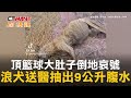 CTWANT 生活新聞 / 頂籃球大肚子倒地哀號　浪犬送醫抽出9公升腹水