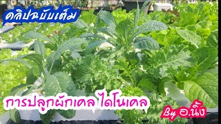 คลิปฉบับเต็ม 🌱การปลูกผักเคล(คะน้าใบหยิก)ผักไดโนเคล🌱#ผักสลัด #ผักเคล#Ekkalak fram