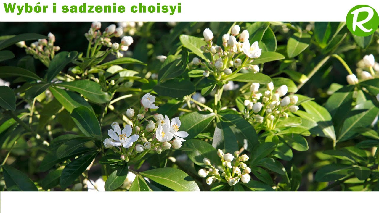 Selecting and Planting a Choisya, also known as Mexican orange blossom