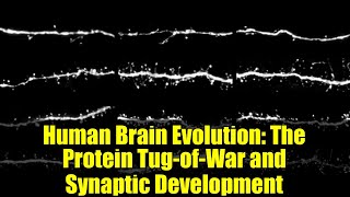 Human Brain Evolution: The Protein Tug-of-War and Synaptic Development