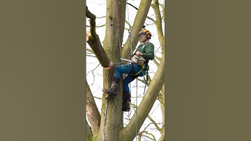 Dead Beech tree rigging #arborist #rigging #chainsaw #treework