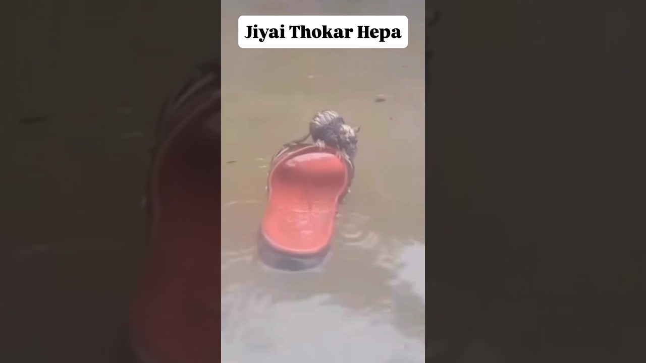 BANPANIT 🌧️🐁 NIGONI TOR BILOI🥲 30-5-2025 