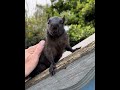 When Squirrels love humans compilation of clips of featuring Baby Roo the cutest black squirrel