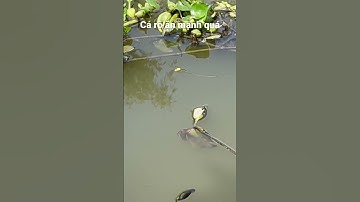 Cá rô ăn mồi nhanh như điện #câucárôđồng #caucaro #câucárô #fishing #thápmườiquêtôi