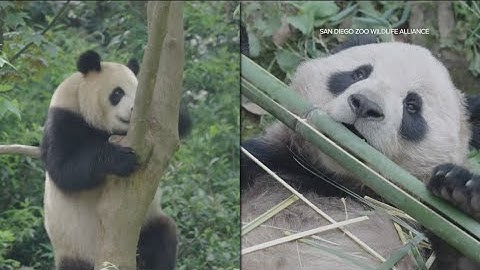 The giant pandas are in San Diego!  But when can we see them?