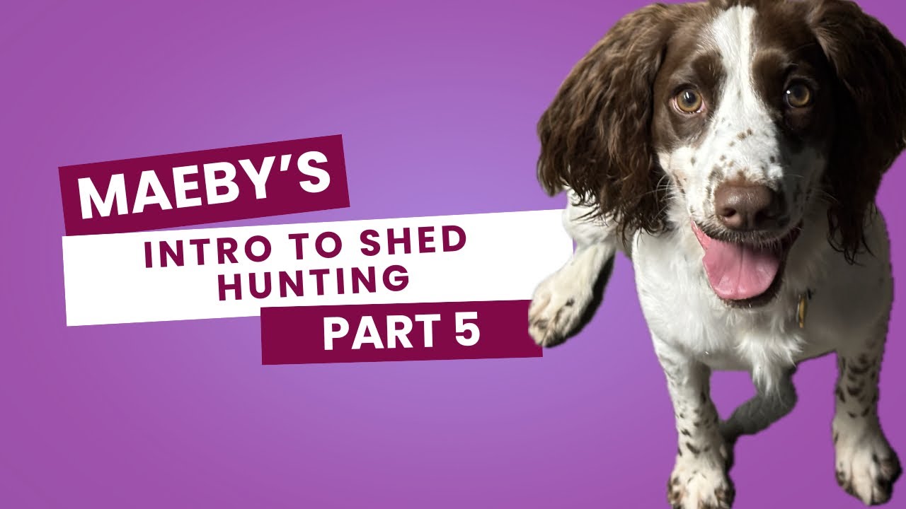 Dogbone Shed Antler Intro Part 5