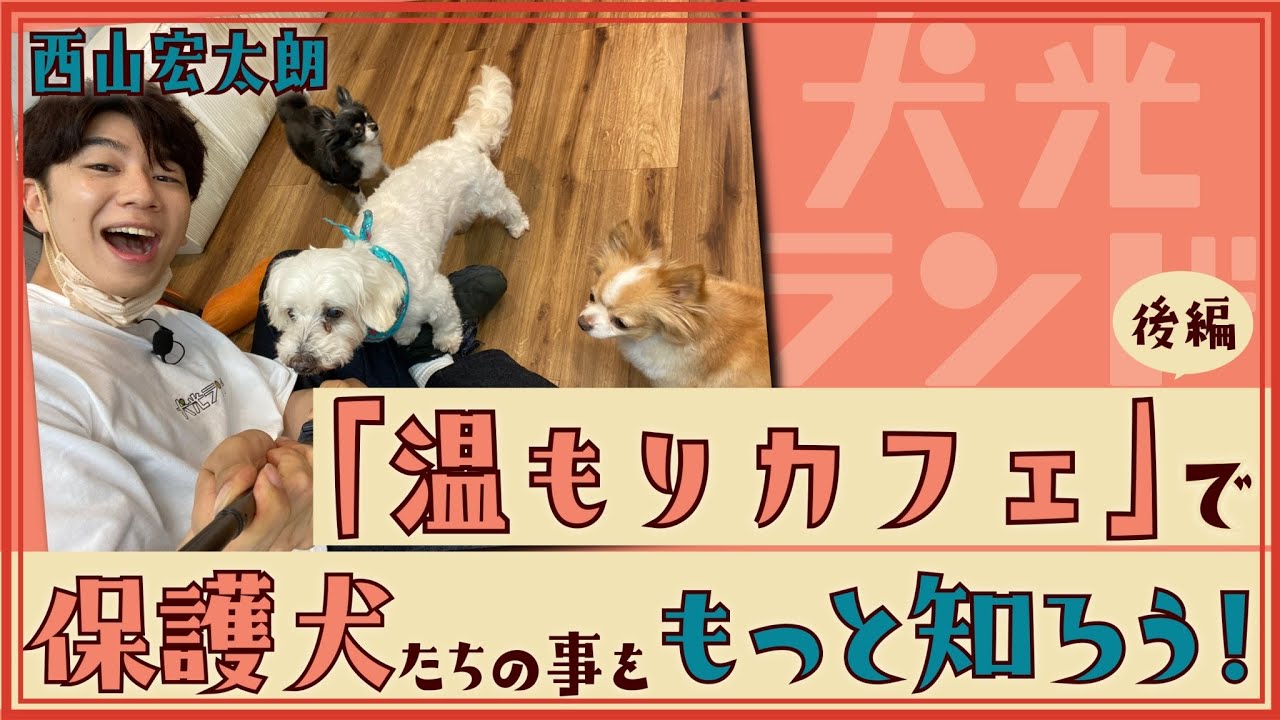 【保護犬たちの事をもっと知ろう！】西山宏太朗の犬光ランド【後編】
